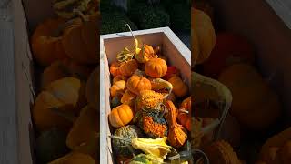 Fall Porch Makeover Stunning Autumn Decor Ideas from Frost Farms Garden Center Maine [upl. by Navi571]