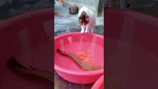 Cute Kittens 🥰 Try not To laugh 🥰 FunnyCats Ep 3059 [upl. by Amal426]