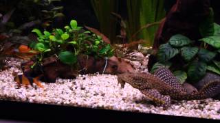 89Polowanie na Pleco  Glonojad vs Glon [upl. by Burger]