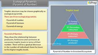 Ecological Pyramids  Ecosystem  Biology  Class 12th  iPrep [upl. by Alicea826]