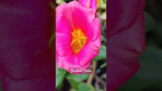 Purslane Flower 🌷 different types of flowers  nature trendingaestheticflowers shortsytshorts [upl. by Barrada]