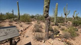 A short stroll in Saguaro National Park [upl. by Brice475]