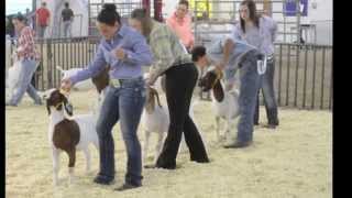 Colorado State Fair Junior Market Goat Showmanship [upl. by Torosian]