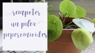 Comment rempoter un pilea peperomioides Tuto jardinage [upl. by Nywde148]