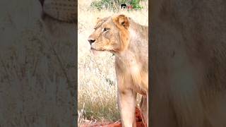 Maneless Lion of Tsavo  shorts lion africanwildlife animals wildlife [upl. by Jarietta]