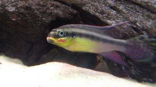 Pelvicachromis Taeniatus Moliwe [upl. by Cousin]