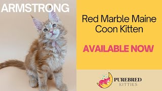 Armstrong Maine Coon Kitten  Available Now  Purebred Kitties [upl. by Kristopher]