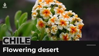 Chiles Atacama Desert turns into a flowery garden [upl. by Ennoid]