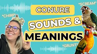 Conure sounds behaviours and meanings [upl. by Asatan633]