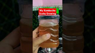 DIY Kombucha Scoby at Home kombucha scoby diy kombuchabrewing probiotic fermented [upl. by Ayardna]