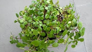 Plectranthus Nummularius  Swedish ivy [upl. by Ynneg]