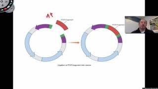 Ligation of PCR Products [upl. by Batha]