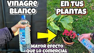 El VINAGRE BLANCO Salvó todas mis PLANTAS de Morir Gracias a todos estos USOS Jardín y hogar [upl. by Minnie]