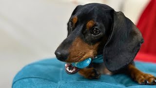 Mini Dachshund Gets His Dream Toy [upl. by Cordova899]