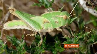 Migratory Locust Facts You Wont Believe [upl. by Sama412]