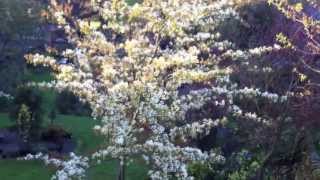 Amelanchier canadensis [upl. by Eart]