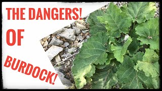 The Dangers of Burdock Root [upl. by Paula]