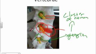 General Anatomy of a Spinal Nerve and Withdrawal Reflexwmv [upl. by Riffle603]