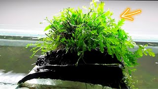 How to grow BEAUTIFUL Bolbitis in your Aquascape [upl. by Gereld502]