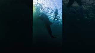 Whale Sharks Trip Part 3 [upl. by Grondin]