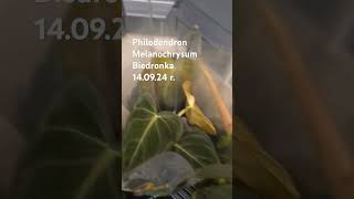 Philodendron Melanochrysum w Biedronce 240924 r za 1990 zł biedronka roślinydoniczkowe [upl. by Bernhard]