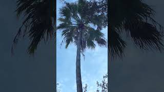 Palm Tree swaying in the wind 40 ft tall Washingtonia [upl. by Magel]