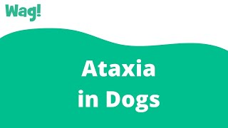 Ataxia in Dogs  Wag [upl. by Ttej]