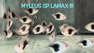 Myleus sp LAMAX III [upl. by Jenkins]