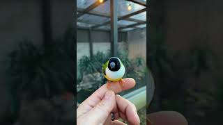 Gouldian Finch  Aviary  Bird Aviary  Aviary Birds  Outdoor Aviary  Finch Aviary  aviary [upl. by Aivatra]