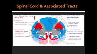 Spinal Cord amp Associated Tracts Anatomy [upl. by Marice]