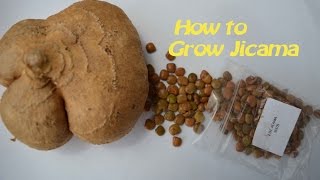 How to germinate Jicama seeds [upl. by Oicnedif240]