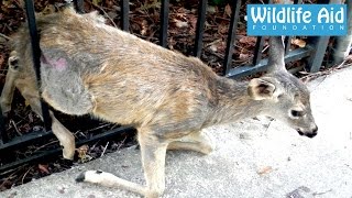 Trapped Fawn Gets Reunited With Her Mum [upl. by Mountford897]