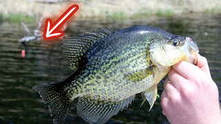 Crappie Fishing with a Bobber and Live Minnows [upl. by Ellered]