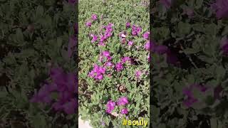 Leucophyllum Frutescens souly shortvideos qatar [upl. by Nwahsal]