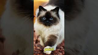 The Mysterious Charisma of Birman Cats 5 Enchanting Facts to Discover  FelineGood shorts [upl. by Sharona]