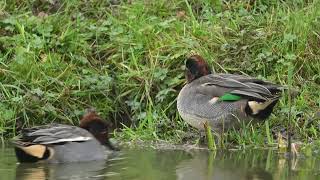 More Teal video from today at Peak Wildlife Park [upl. by Brost]