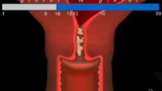 Il ciclo cervicale animazione a cura del ProfCManna [upl. by Tolley525]