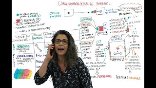 COMMUNICATION CELLULAIRE PANORAMA  Partie 1 [upl. by Aramanta]