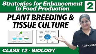 Strategies for Enhancement in Food Production 02  Plant Breeding amp Tissue Culture  Class 12 NCERT [upl. by Eelhsa]