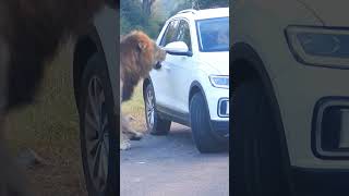 Lion charges scared tourist in car 😮 [upl. by Nalod]