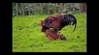 Rooster Group Mating With Chicken  Hen [upl. by Aramois]