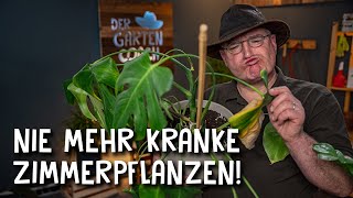 5 Tipps für gesunde Zimmerpflanzen 🌵 Richtig topfen wässern und düngen [upl. by Suiravat]