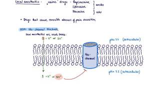 Brandls Basics Mechanism of action of local anesthetics [upl. by Uno]