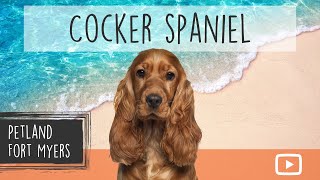 Cocker Spaniel Breed Info 101 [upl. by Elime260]