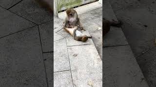 Why are monkeys so emotionally unstable Harmonious coexistence between humans and animals Clos [upl. by Yerfoeg]