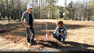 How To Plant or Transplant A Dogwood Tree [upl. by Chemesh]