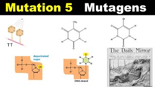 Mutagens  Forbidden Pairing  Tautomers  Forbidden pairing  Depurination  Dr Ghanshyam Jangid [upl. by Tirma]