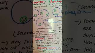 phagocytosis autophagy biology cellbiology scienceeducation [upl. by Driscoll790]