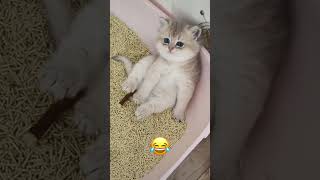 Poor guyurinating while sleepinghe needs diaperscat pet funnyvideo funny kittycat [upl. by Ame]