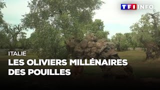 Italie  les oliviers millénaires des Pouilles [upl. by Hareehahs732]